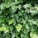 Groene beukenhaag - Fagus sylvatica 125/150 cm