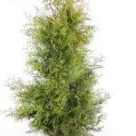 Thuja Brabant 200/225 cm