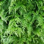 Thuja Martin 100/125 cm