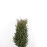 taxus baccata 100-120