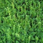 Taxus Media Hicksii 140/160 cm