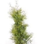 Thuja Brabant in pot 120/140 cm