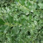 Hulst Blue Prince 125/150 cm