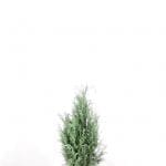 Blauwe Californische Cipres 60/80 cm