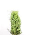 Gele Californische Cipres 100/120 cm