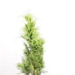Gele Californische Cipres 120/140 cm