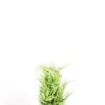 Gele Californische Cipres 60/80 cm