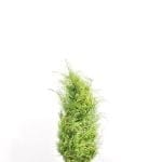 Gele Californische Cipres 80/100 cm
