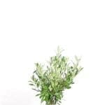 Laurier Caucasica in pot 80/100 cm