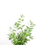 Laurier Novita in pot 125/150 cm