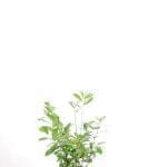 Laurier Novita 60/80 cm