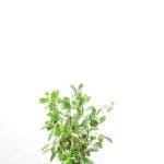 Laurier Novita in pot 80/100 cm