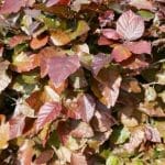 Rode beukenhaag - Fagus Sylvatica Atropurpurea in pot 125/150 cm