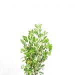Laurier Rotundifolia 80/100 cm