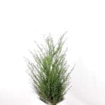 Taxus Baccata 80/100 cm