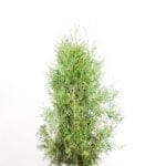 Thuja Brabant 100/120 cm