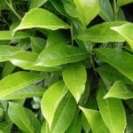 Laurier Genolia in pot 80/100 cm