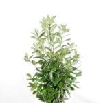 Laurier Rotundifolia 125/150 cm