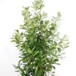 Laurier Rotundifolia 150/175 cm