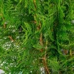 Thuja Excelsa 150/175 cm