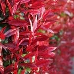 Photinia Fraseri Red Robin - Glansmispel in pot 80/100 cm
