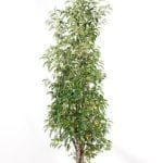 Portugese Laurier 125/150 cm