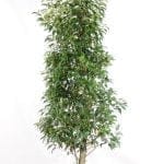 Portugese Laurier 150/175 cm