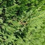 Cipres Leylandii in pot 60/80