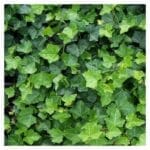 Klimop - Hedera Hibernica 125/150 cm (in pot)