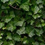 Klimop - Hedera Helix 100/125 cm (in pot)