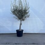 Olijfboom Olea Europaea 180-200 35 Liter pot stamomtrek 27cm