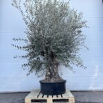 Olijfboom - Olea Europaea 230/250 cm Stamdikte 70 cm