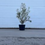 Olijfboom Olea Europaea 80-100cm HaagEnzo