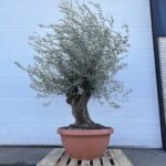 Olijfboom olea Europaea 200-220 Grote oranje kuip korte stam stamomtrek 75cm